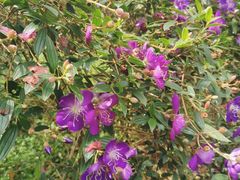 -广东茂名森林公园