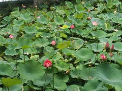 -浙江西子宾馆·瑶园咖啡厅