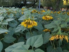 -长白岛森林公园