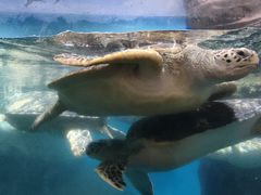 -海合安武汉极地海洋公园