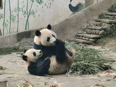 -中国大熊猫保护研究中心雅安碧峰峡基地