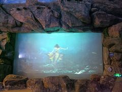 -烟台海昌鲸鲨海洋公园