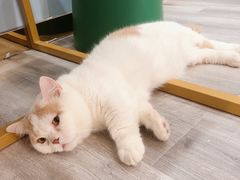 -BABIT巴比特宠物(MOMOPARK店)