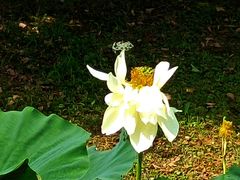 -花开海上生态园
