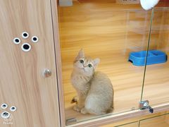 -猫十亿·布偶金渐层·曼基康矮脚猫舍(青年路店)