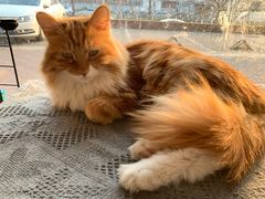 -平行世界·猫咖(首经贸店)