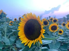 -瑶湖郊野森林公园