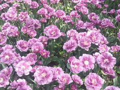 -洛阳郁金香牡丹园