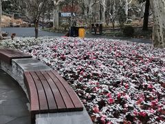 -和平公园