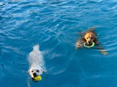 -爪吧宠物乐园 (温榆河示范区店)