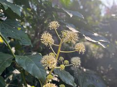 -秋霞圃