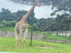 -沈阳森林动物园