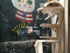 -猫咪博物馆(顶澳仔猫街店)