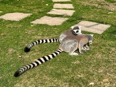 -上海野生动物园