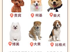 -翊宠yipet猫狗购宠庄园犬舍•猫舍