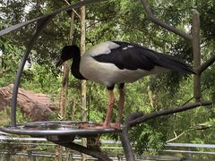 -新加坡飞禽公园