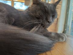 -猫小院猫主题咖啡厅(北锣店)