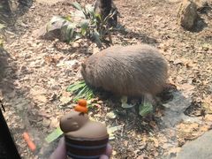 -鸡鸣汤包(红山动物园店)