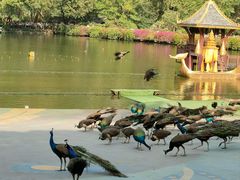 -西双版纳原始森林公园