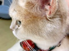 -逗柴咖啡屋·狗咖猫咖宠物桌游