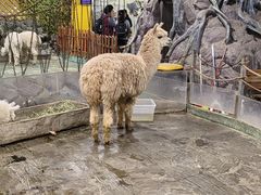 -上海大自然野生昆虫馆(东方明珠·爬宠昆虫探索中心)