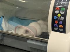-瑞派名望志远动物医院·猫科·內科·异宠专科(直港大道店)