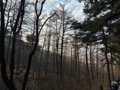 -鲁山国家森林公园