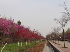 -洛阳市隋唐城遗址植物园