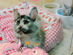 -momokira米努特·德文卷毛猫·棉花面纱犬