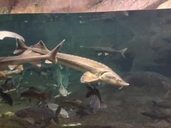 景点-郑州海洋馆