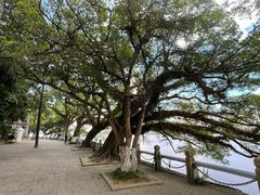 -江心屿景区