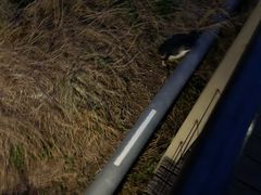 -企鹅岛