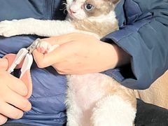 -Bastet sally猫舍购宠(静安店)