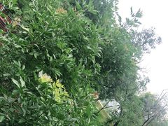 -紫云台香草园