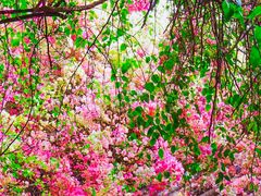 -深圳国际园林花卉博览园