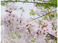 -顾村公园
