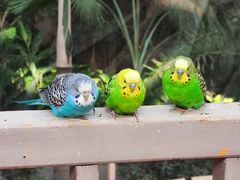 -南宫五洲植物乐园