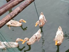-君豪蟹都·湖景·农家乐(蟹舫苑店)