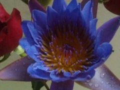 android_upload_pic-双季花艺园艺市场(浦东店)