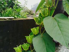 -广州神农草堂中医药博物馆