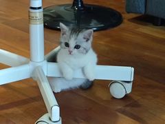 -1013 PET SHOP精品宠物商店(丁香店)