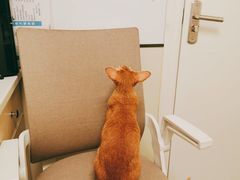 -爱诺耐芙动物医院(万博店)