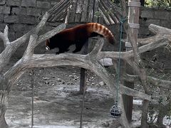 -上海野生动物园