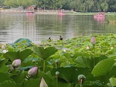 -莲花池公园
