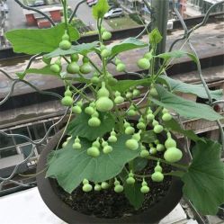 -Oasis Beauty水磨坊科技美肤中心