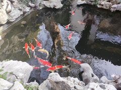 -鲤院·新中式美学·庭院餐厅(夫子庙店)