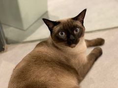 -猫儿山۰猫主题餐厅