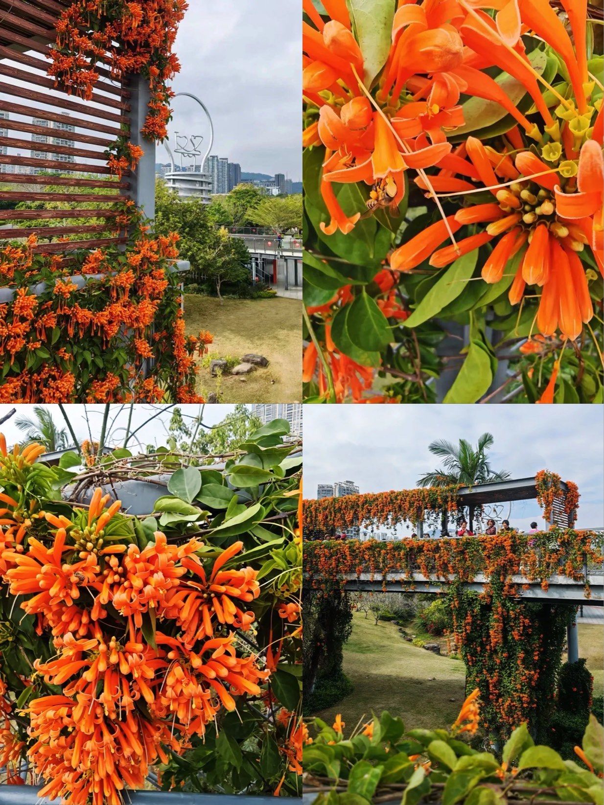 深圳|百花争艳的小世界