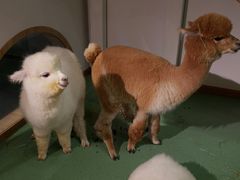 -藦茜花园宠物主题亲子互动体验馆(国顺东路店)