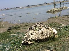 -北海金海湾红树林生态旅游区